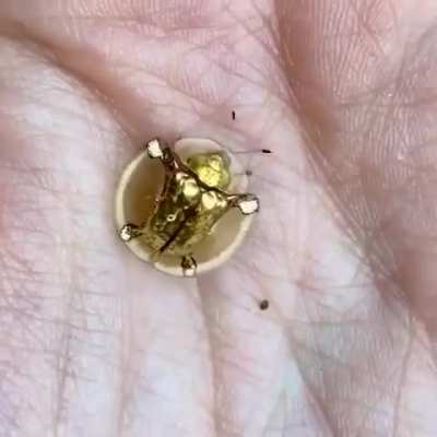 🔥 The golden Tortoise Beetle