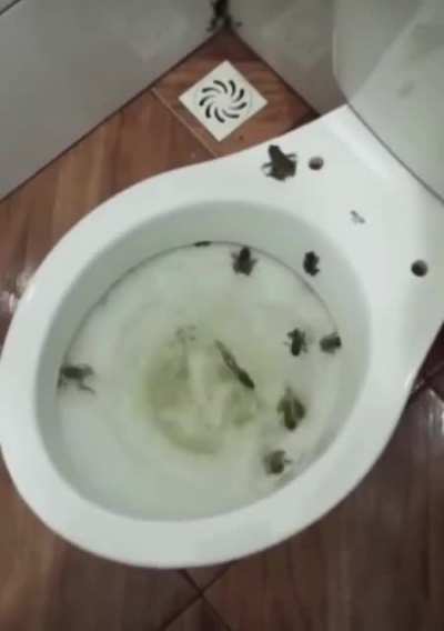 Flushing a countryside toilet.