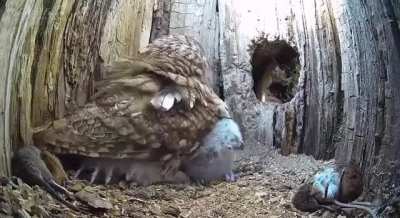 This owl had been failing to breed for 2 years, and while she was flying away, she was given two orphaned chicks. She accepted them as her own ^^