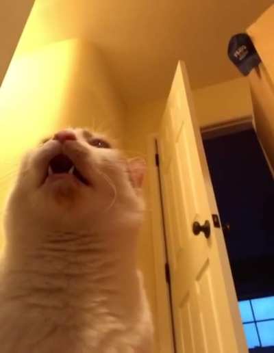 When Taco is waiting to feast