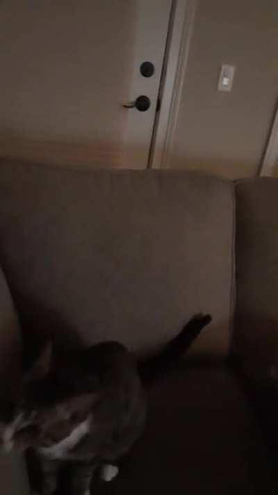 Perfectly cut cat