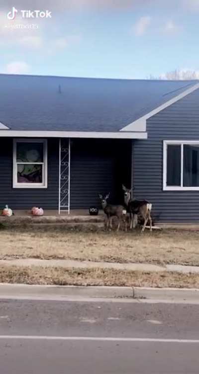 4yr old does not approve of deers eating their pumpkins