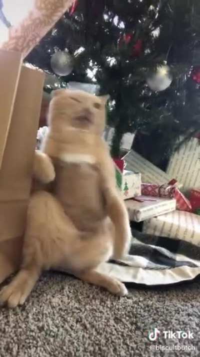 Meow_irl