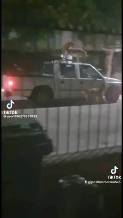 Joyita tercermundista
