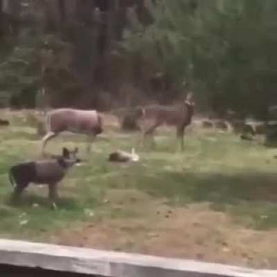 WatchDeerDieInside