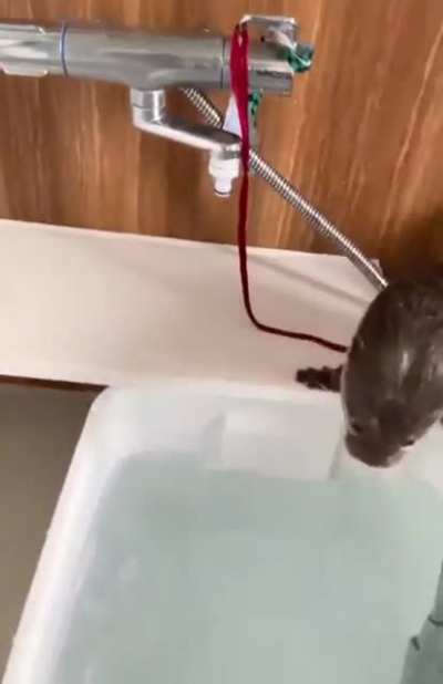 Isso é muita fofura pra uma pessoa só