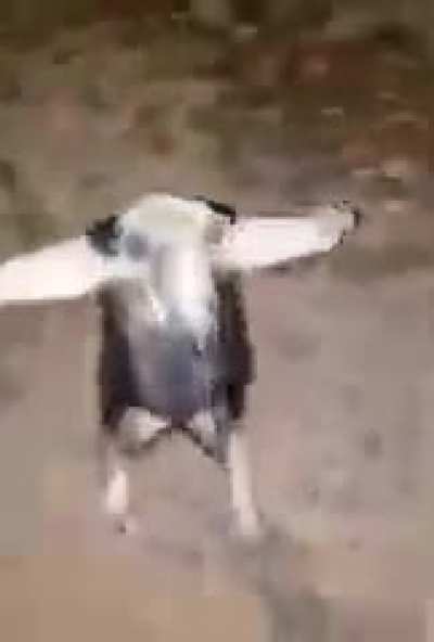 Asserting dominance!