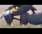 Ya allah haram infidel rhino 😡😡 🖕🖕🖕الله صعقوا عضويته صهيون great king salman🙏🙏haram infidel دعت cat 🤡jah building boom😂😂😂😂😂😂الخصم خيرات يهبوا تتسع عسيران 😳😳???