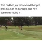 Wholesome bird