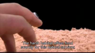 The Desert Crawler