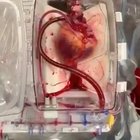 Heart.