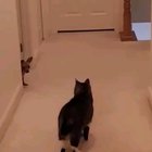 Losing it a little when the cat won't be friends