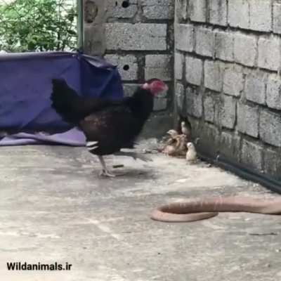Fearless mother