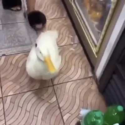 Pet on a leash