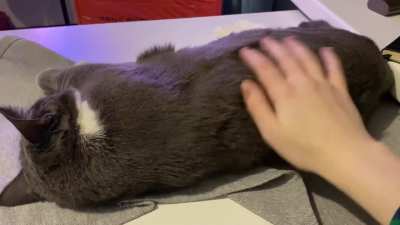 I the cat’s back