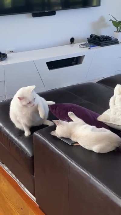 Cat tapping cat