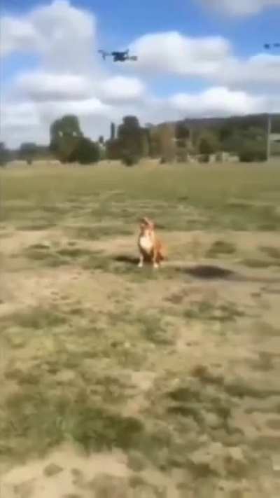 A nice jump indeed