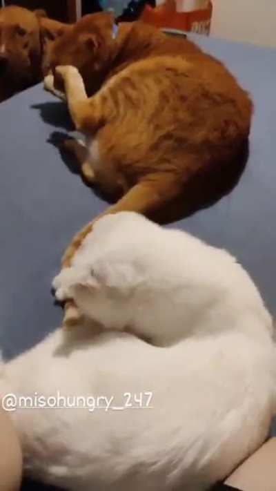 Gotcha... Nope... Got... Nope... Gotch... Nope