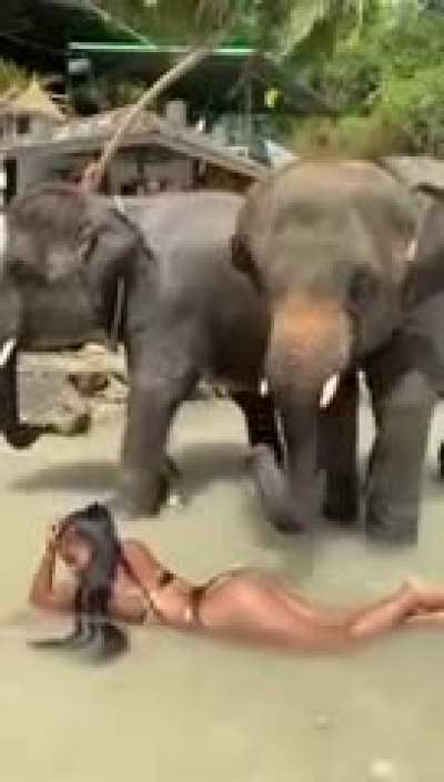 elephant goes brrrrrr