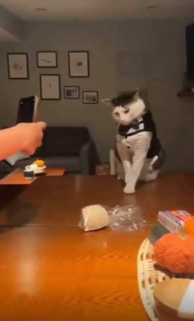 Cat with suit