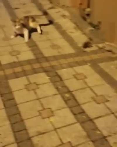 Oh you want a piece of me!