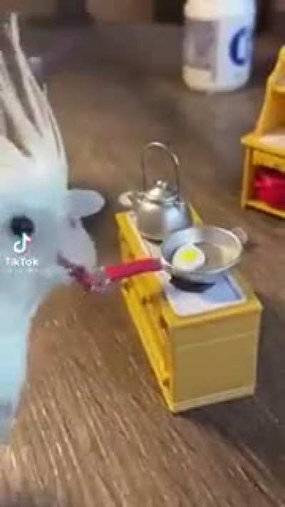 Gordon RamsBird