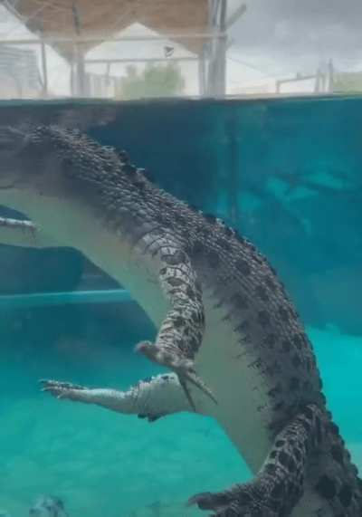 croc in water 💀