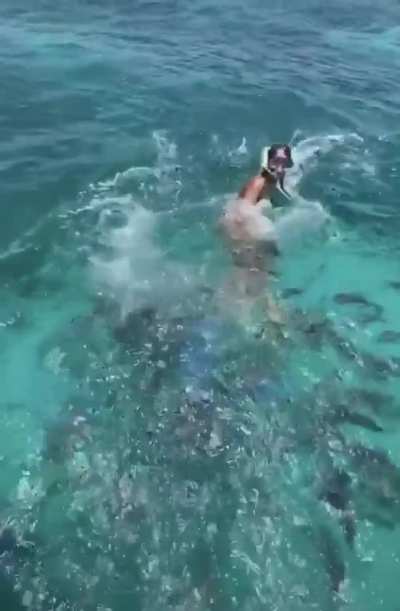 Fish Frenzy