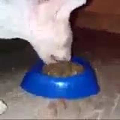 CHOMP