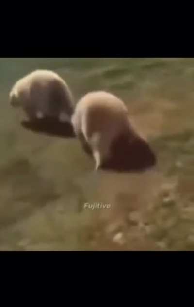 Boing