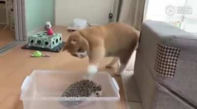Kitty trying to attack a spiky boy