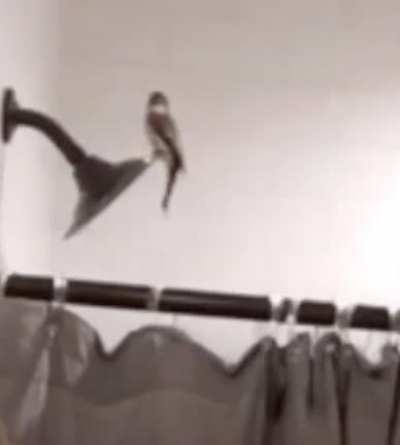 A bird in a shower, what could go wrong?