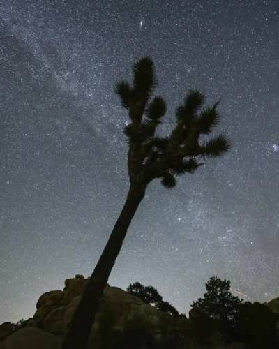 Joshua Tree Timelapse Z6ii.