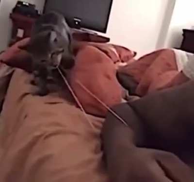 you're crazy dog
