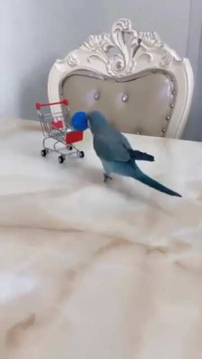 Lovely Smart Bird...