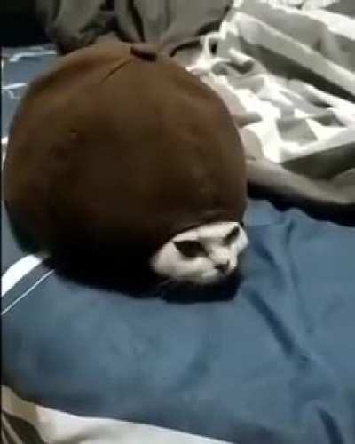 Cat in hat: +40 sneak, +20 cuteness. You can send it out to get intel from enemy.