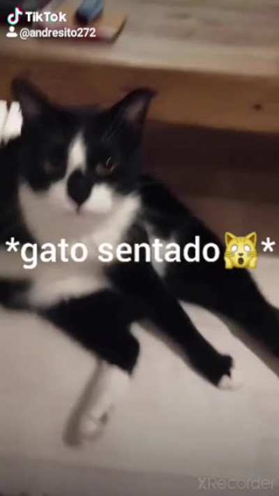 Gato SENTADO 😎👊🥵