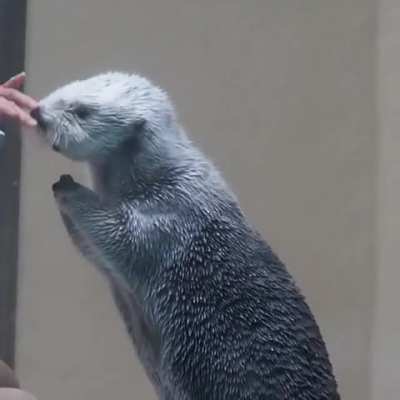 Checking sea otter temperature.