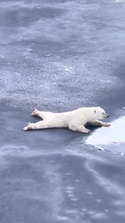 🔥How To Cross Thin Ice 101, From A Polar Bear