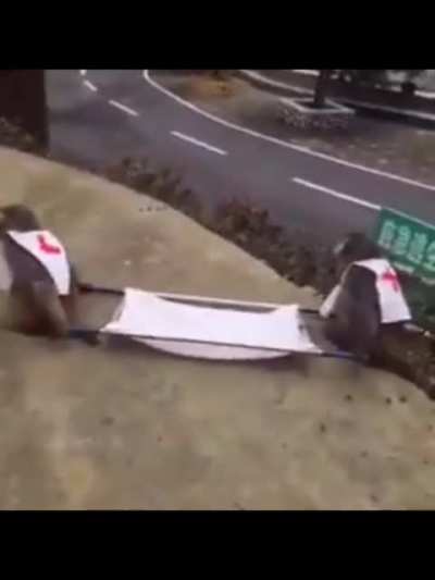 Mamacos