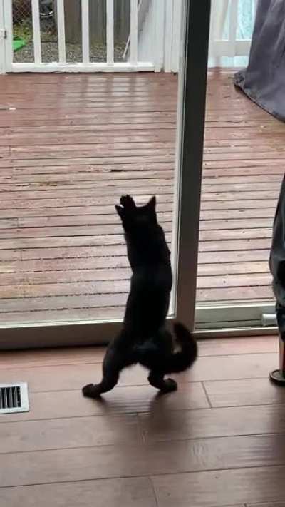 My kitten doesn’t understand glass yet 😂