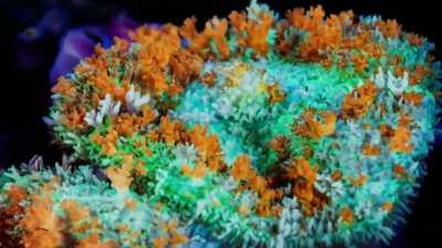 The colours of this coral reef