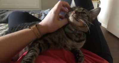 My cat is still learning that petting can be nice.