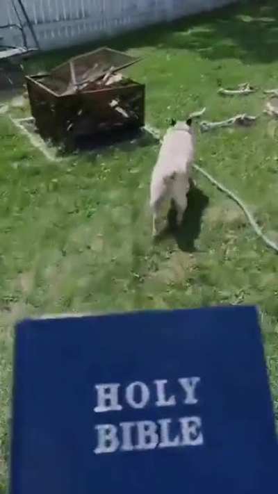 Excuse me, Sir ...