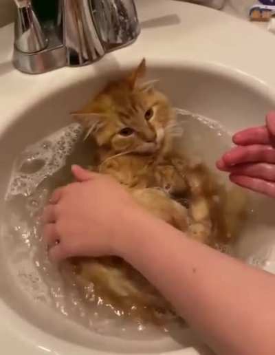 How do you wash your cat?