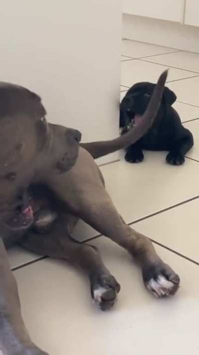 This dog might actually thinking 
