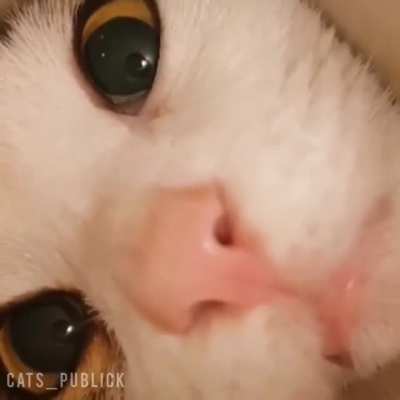 🐈