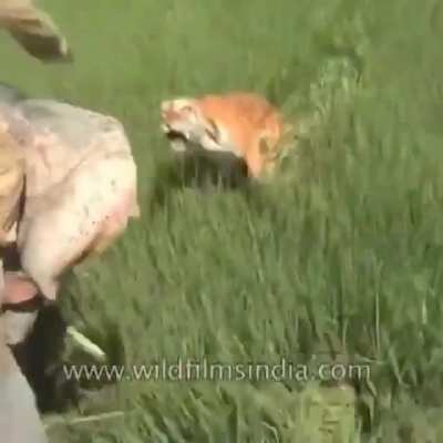 This Is Why Elephants Aren't Good Body Gaurds