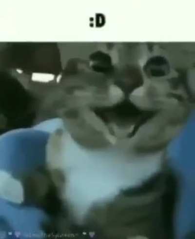 gato foda