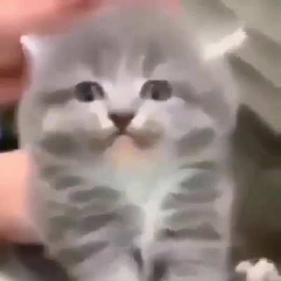 Gato glitch
